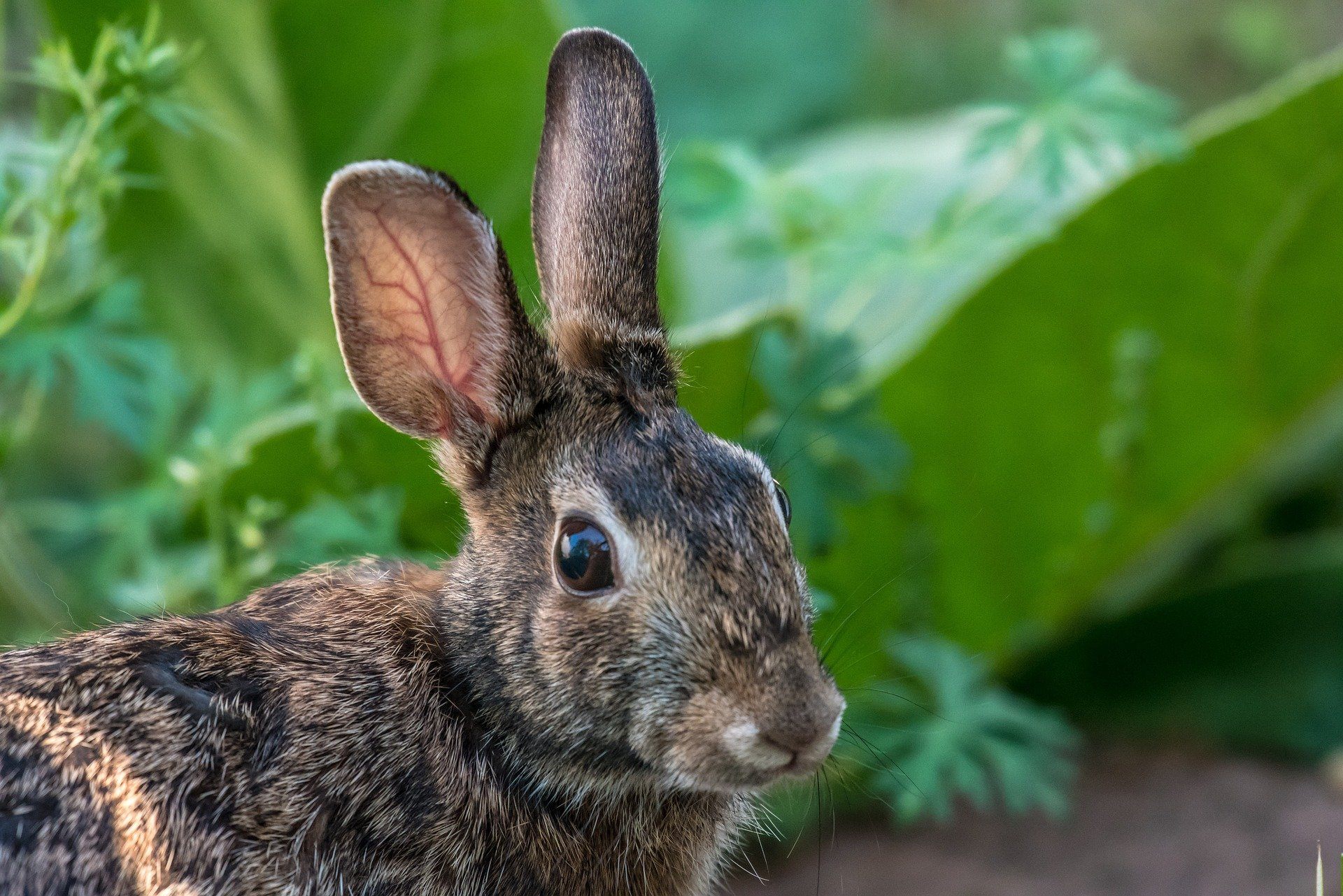 How To Deter Rabbits Stevenage, Hertfordshire